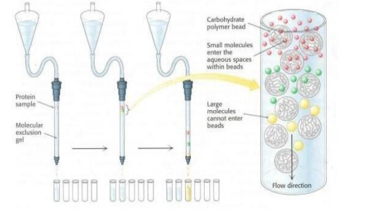 sepharose 4B