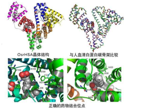 分子偶联的载体蛋白