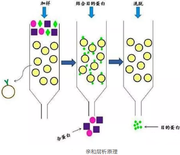 分离纯化单克隆抗体