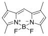 BDP 505/515 lipid stain.png