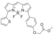 BDP TR methyl ester, 5 mM in DMSO.png