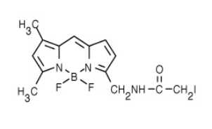 BODIPY FL 碘乙酰胺.png