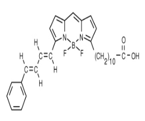 BODIPY 581/591 C11（脂质过氧化传感器）.png