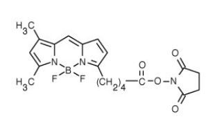 BODIPY FL-C5 NHS 酯.png