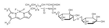 与 BSA 复合的 BODIPY FL C5-乳糖神经酰胺.png