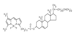 CholEsteryl BODIPY FL C12.png