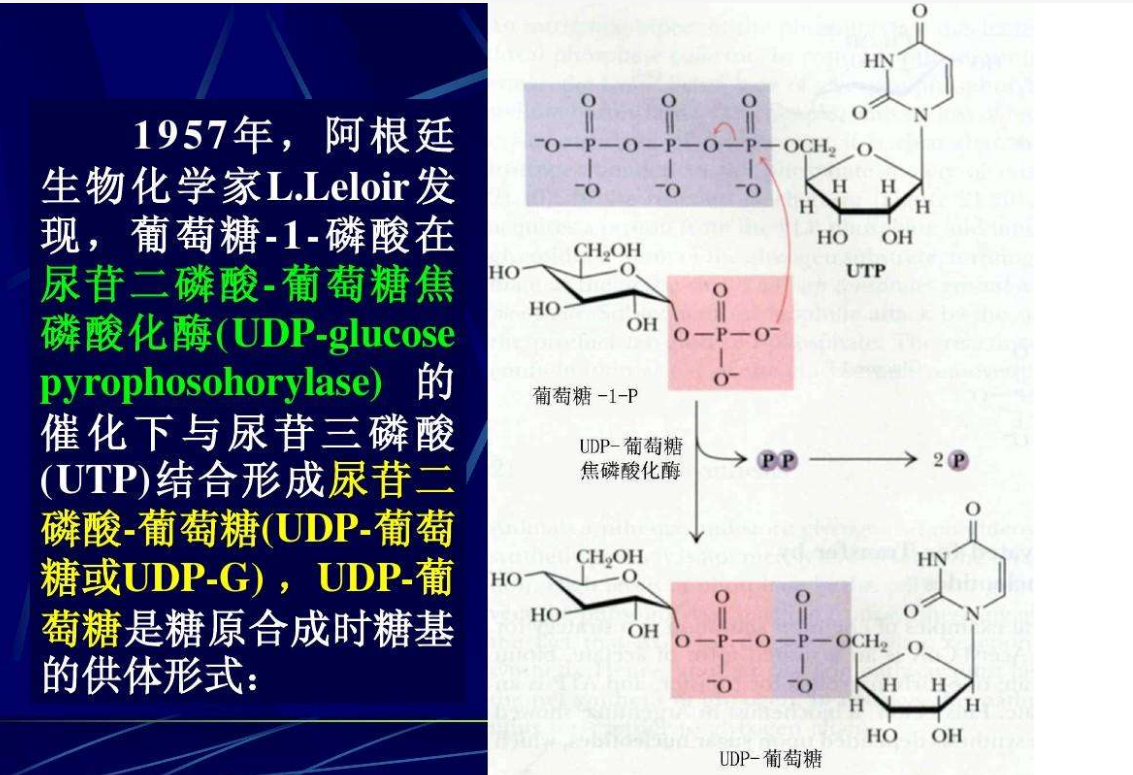 UDP葡萄糖.png