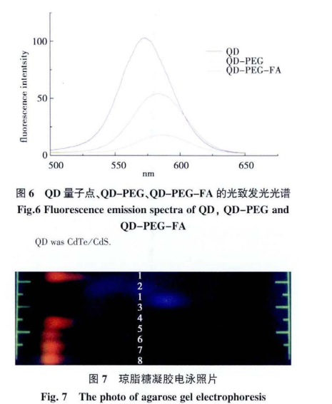 FA-PEG-CdTe/CdS QDs.png