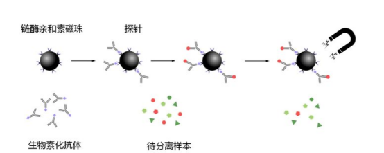 链霉亲和素标记的四氧化三铁磁珠.png