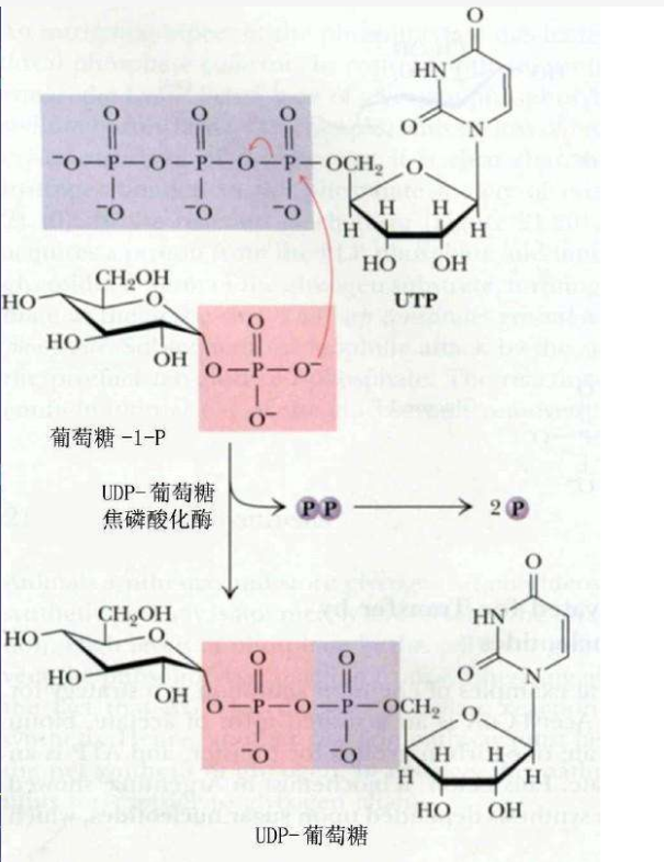 UDP-葡萄糖.png