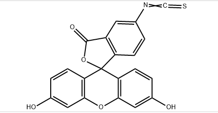 FITC的原理介绍？荧光素FITC的分子量是多少？