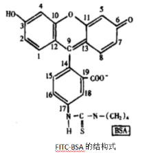 牛血清白蛋白.png