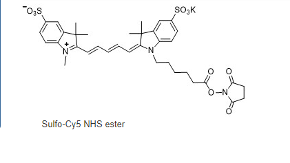 磺化Cy5-NHS 活化酯.png