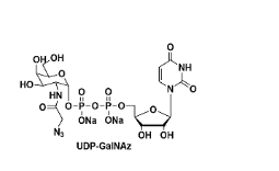 UDP-GalNAz.png