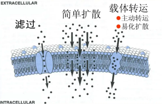 细胞膜载药（**细胞膜包载阿培利司）/介孔二氧化硅载药的方法.png