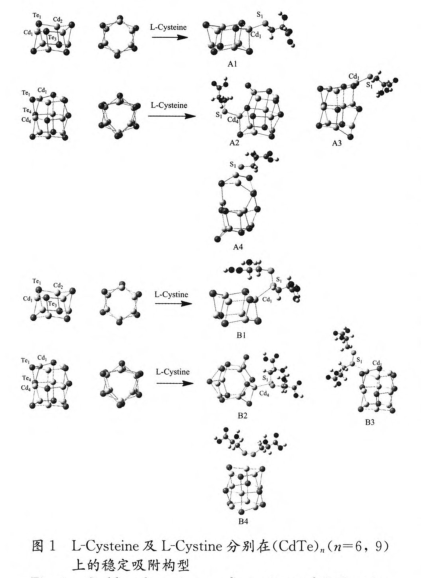 L-半胱氨酸-CdS量子点.png