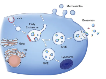 齐岳生物提供外泌体（Exosome）电镜DLS/NTA粒径分析表征电镜测定服务.png