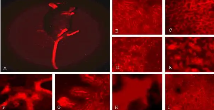 CY3-DNA，花菁染料cy3脱氧核糖核酸DNA.png