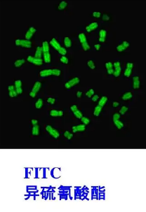 FITC-Mannitol|异硫氰酸荧光素甘露醇.png