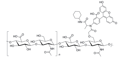 荧光素标记透明质酸分子结构示意图.png