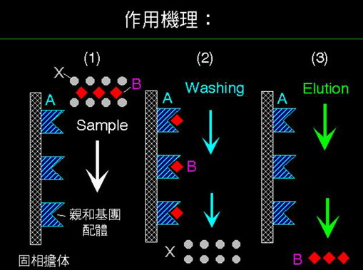 亲和层析