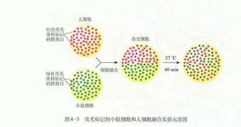 同位素标记法与法的区别有哪些？