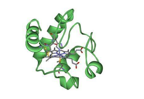 FITC-细胞色素C;FITC-Cytochrome C;异硫氰基荧光素修饰细胞色素C