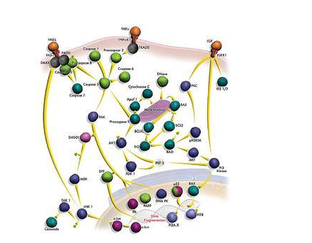 FITC-细胞色素C;FITC-Cytochrome C;异硫氰基荧光素修饰细胞色素C