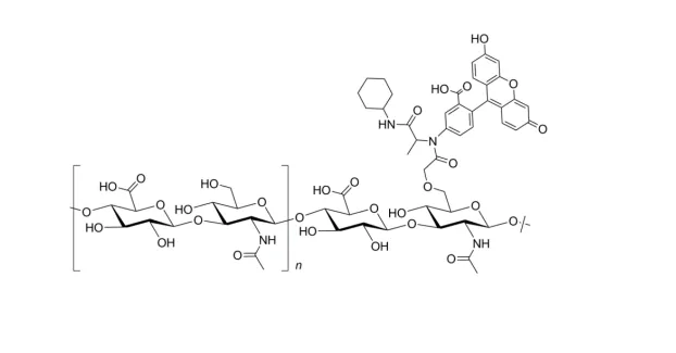 Hyaluronate-Fluorescein