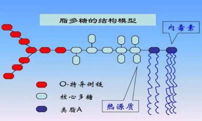 FITC-LPS(异硫氰酸荧光素标记脂多糖)