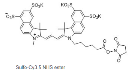 Cy3.5-NHS ester