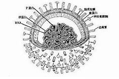 血球凝集素