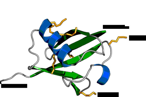 Ubiquitin