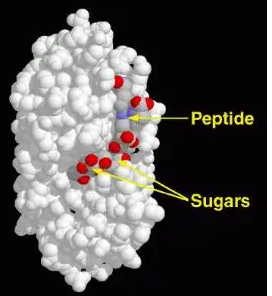 Lysozyme