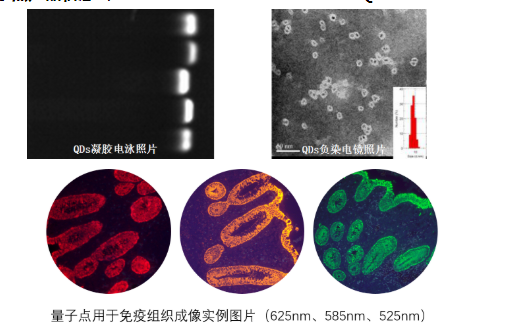 羧基水溶性量子点