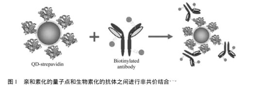 近红外量子点偶联生物分子