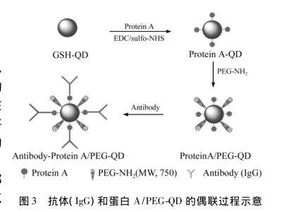 近红外量子点偶联生物分子