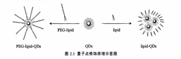 PEG-DPPE修饰CdSe/ZnS量子点