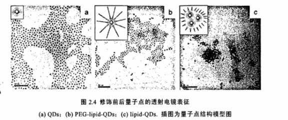 PEG-DPPE修饰CdSe/ZnS量子点