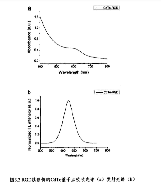 RGD肽修饰的CdTe量子点