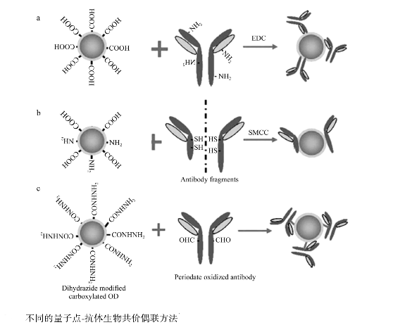 CdTe量子点-β-HCG单抗偶联物