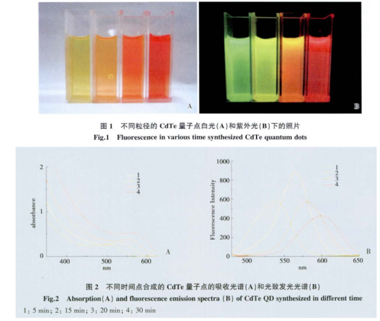 CdTe量子点