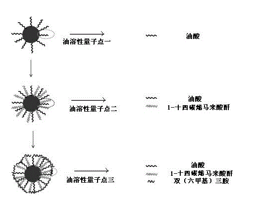 水溶性量子点