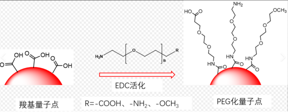 水溶性羧基量子点