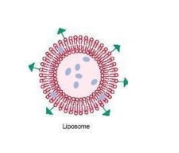 liposome