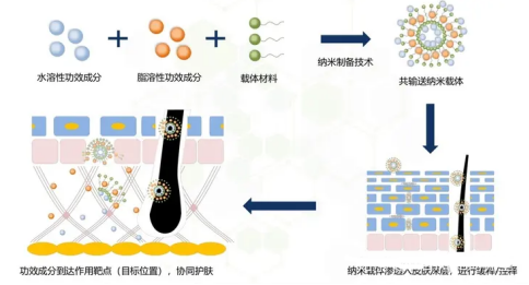 提呈细胞膜纳米载体