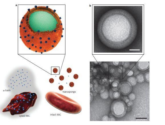 **靶向递药的细胞膜包覆纳米粒