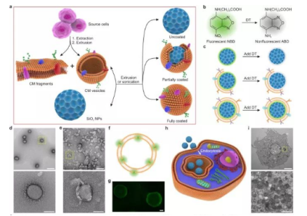 **细胞膜包裹的仿生纳米颗粒