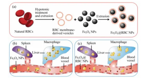 红细胞膜四氧化三铁磁性纳米颗粒