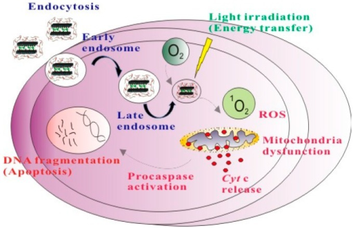 ICG-PBCA-NPs